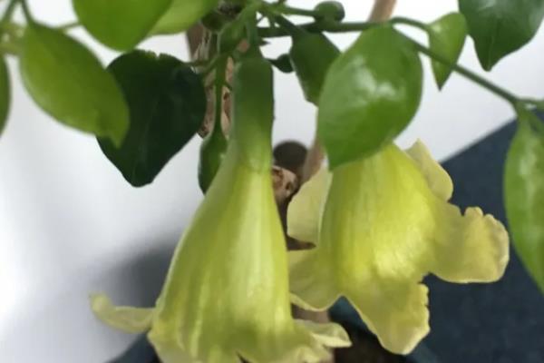 幸福树开花吗