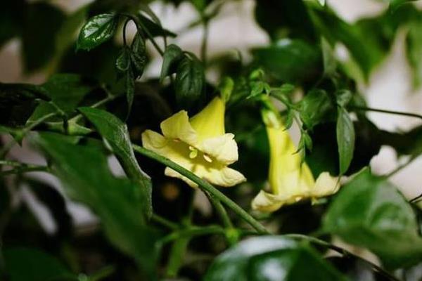 幸福树开花吗