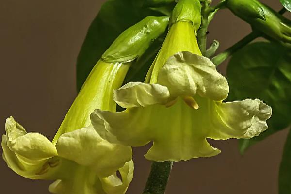 幸福树开花吗