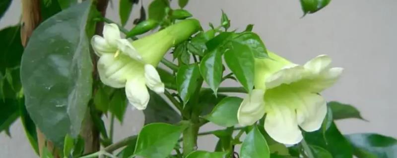 家中幸福树开花有什么兆头