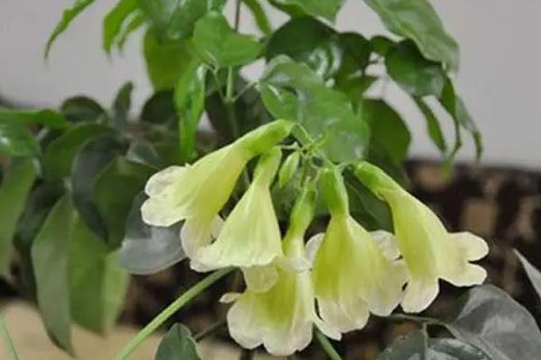 家中幸福树开花有什么兆头