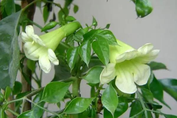 家中幸福树开花有什么兆头