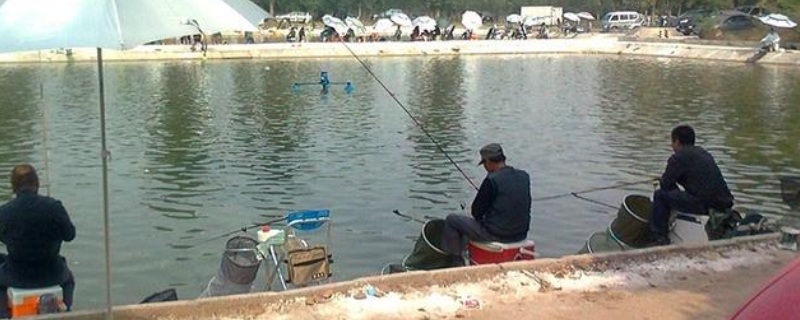 黑坑怎么钓
