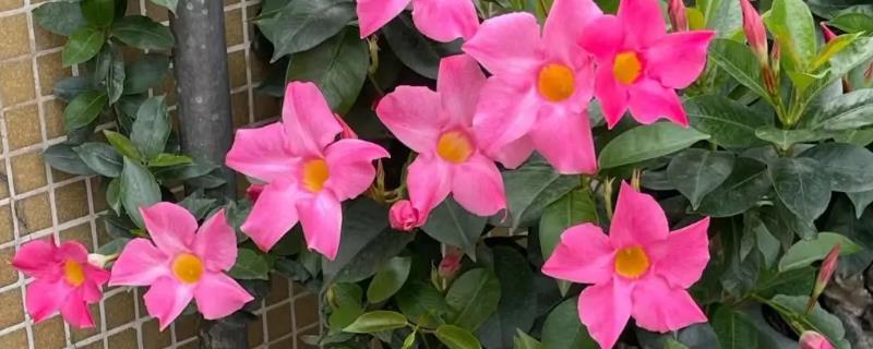 飘香藤耐寒最低温度
