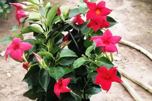 万里飘香藤适合养在家里吗