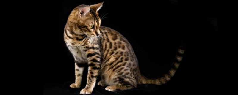 豹猫是国家保护动物吗
