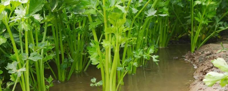 芹菜如何催芽种植