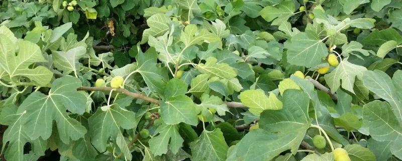无花果树需要经常浇水吗