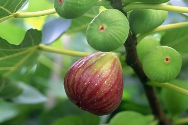 无花果树需要经常浇水吗