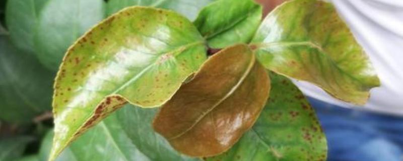 茶花枯梢病害怎么治