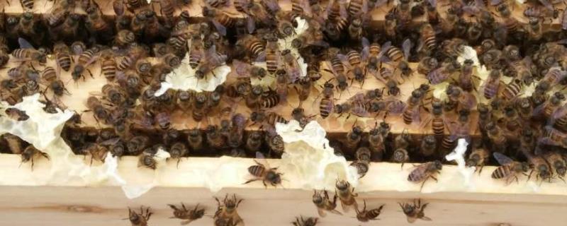 蜜蜂养殖技术要点
