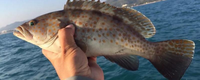 钓海鱼用什么鱼饵