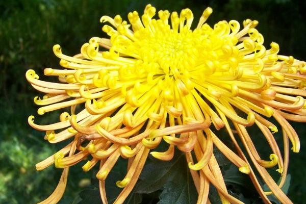 坟前栽菊花对子孙的影响