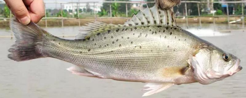 鲈鱼用什么饵