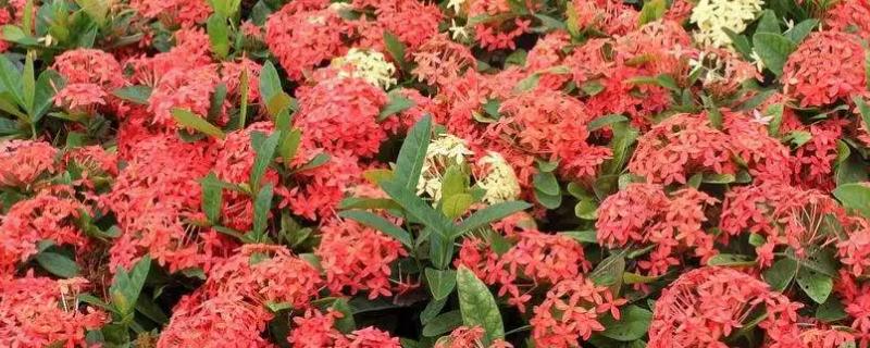 龙船花养在家里是否吉利