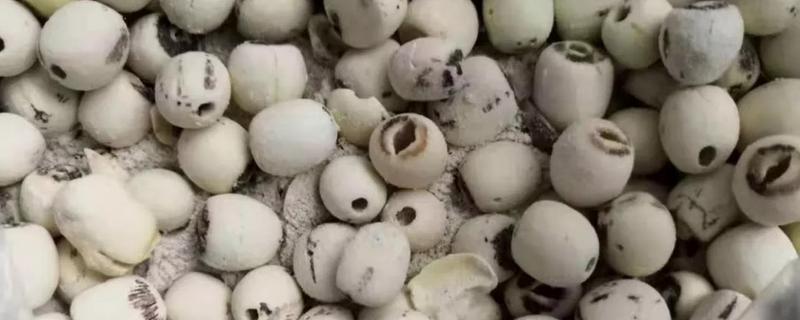 莲子生小黑虫还能吃吗