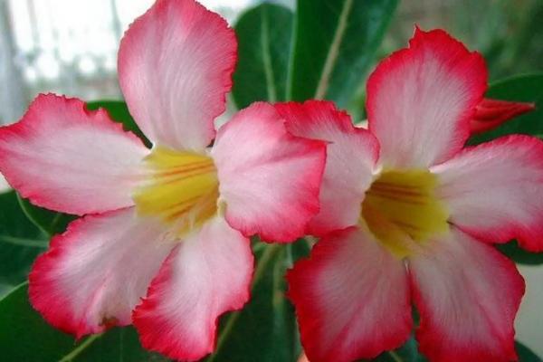沙漠玫瑰花期