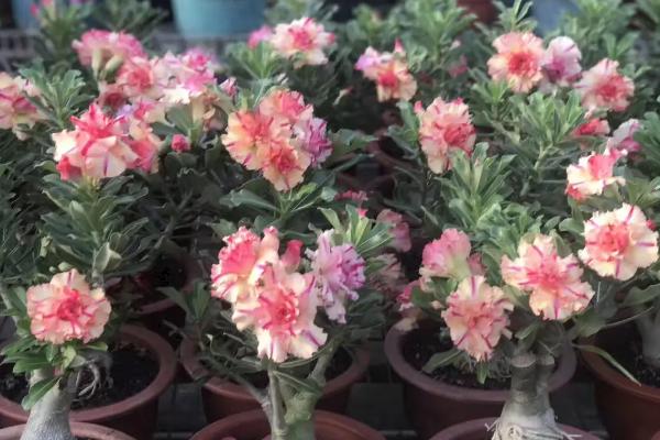 沙漠玫瑰花期