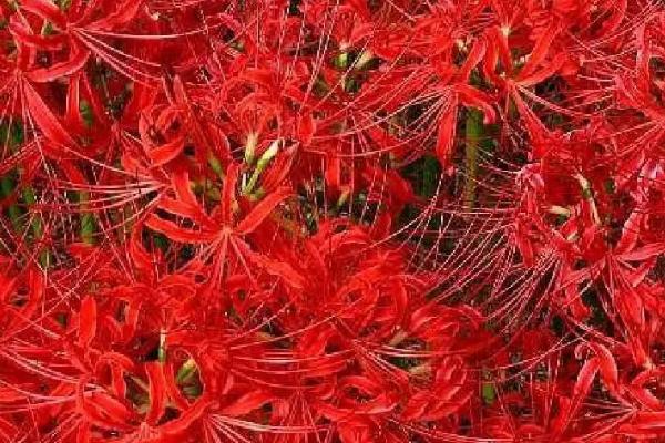 曼珠沙华种在家里吉利吗