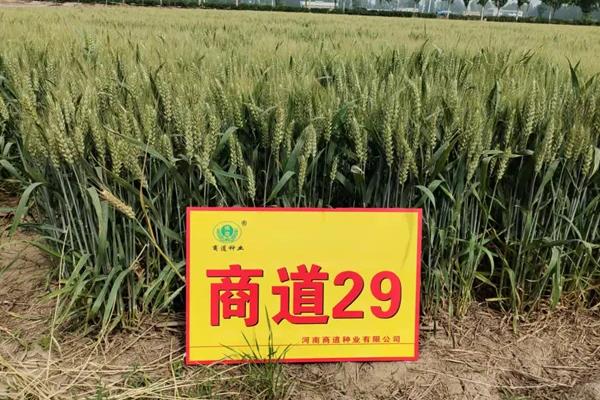 高产小麦品种