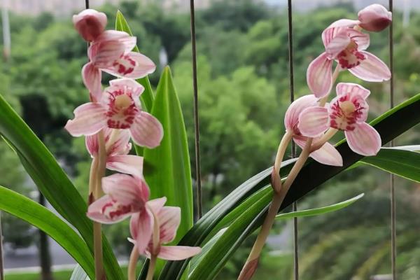 建兰最香10个排名