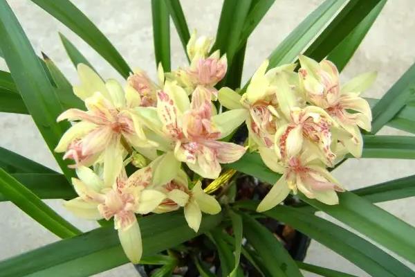 建兰最香10个排名