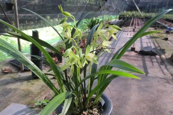 建兰最香10个排名