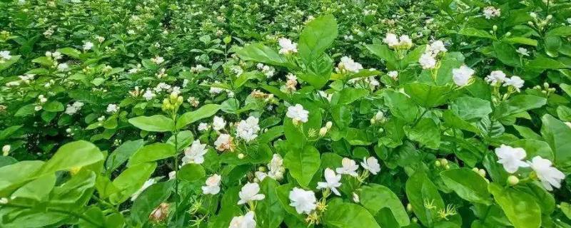 茉莉花好养吗