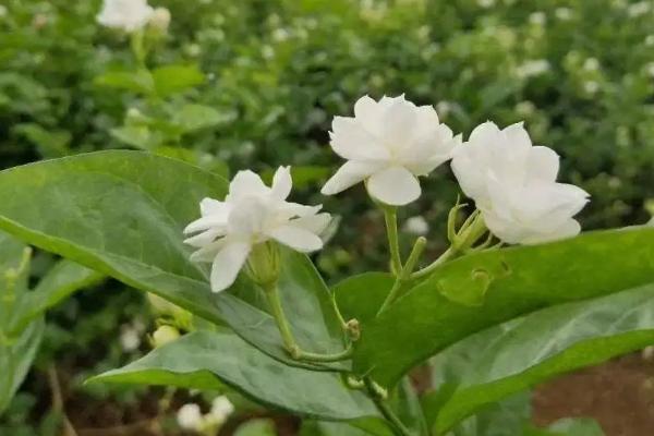 茉莉花好养吗
