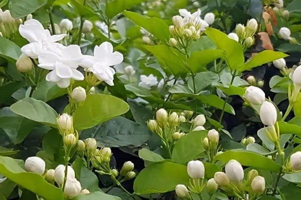 茉莉花好养吗