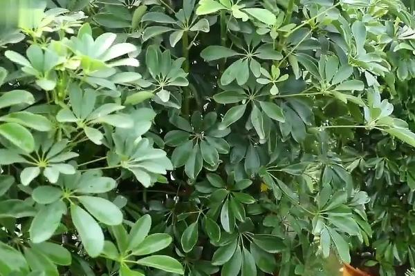 十大净化空气植物