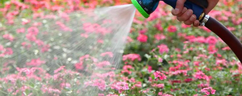 母乳可以浇花浇植物吗