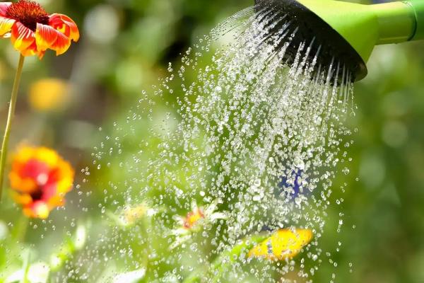 母乳可以浇花浇植物吗