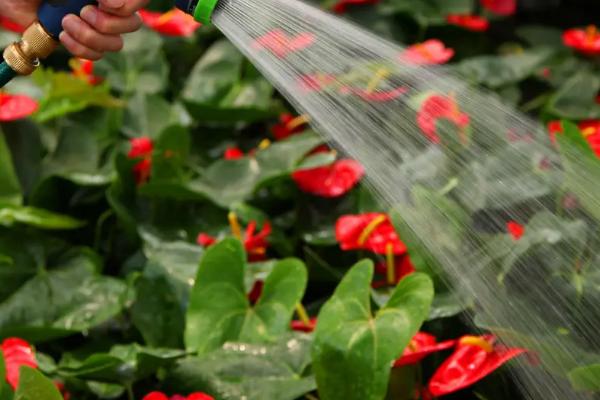 母乳可以浇花浇植物吗