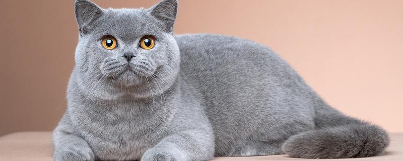 英国蓝猫怎么养