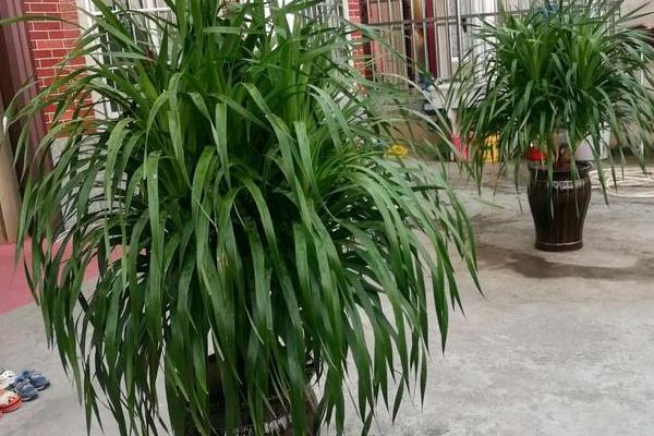 龙须树开花什么兆头