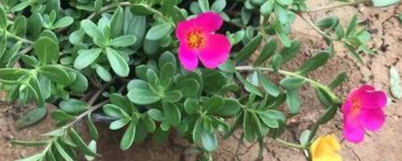 太阳花什么时候开花