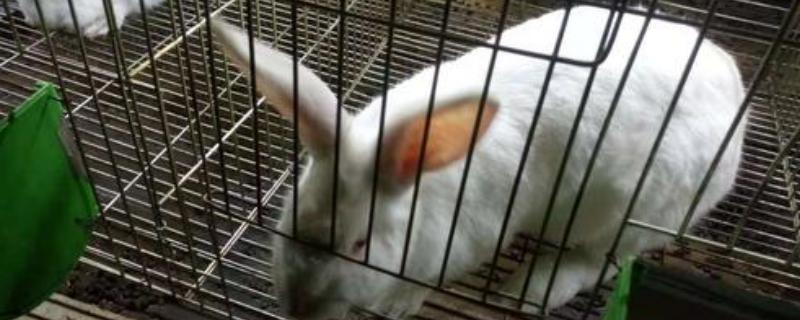 兔子冬天怎么养