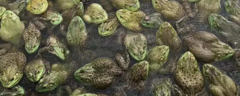 牛蛙常见病防治与用药