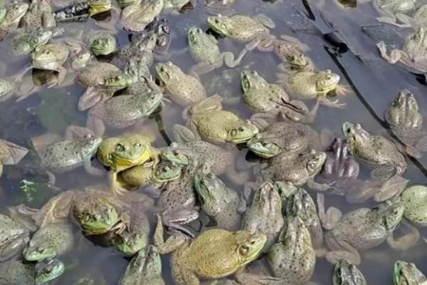 牛蛙常见病的防治方法