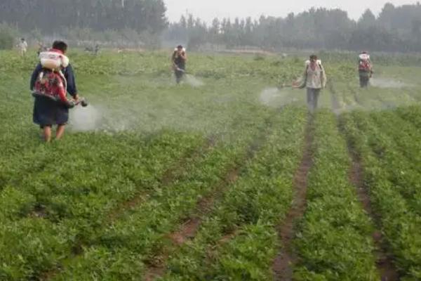 花生根腐病的症状和防治方法