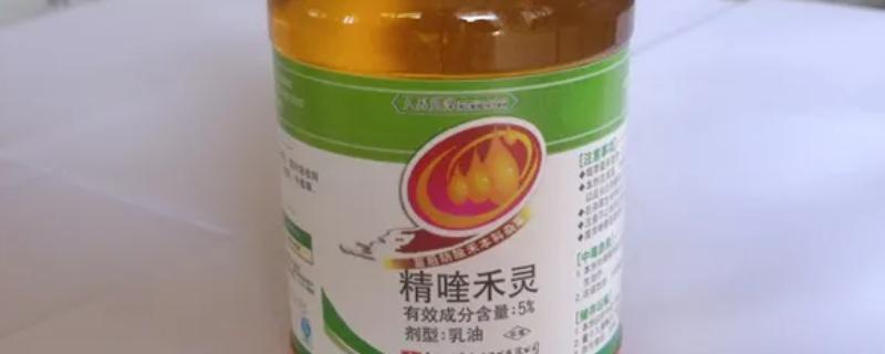 精奎禾灵打花生地的草会伤花生吗