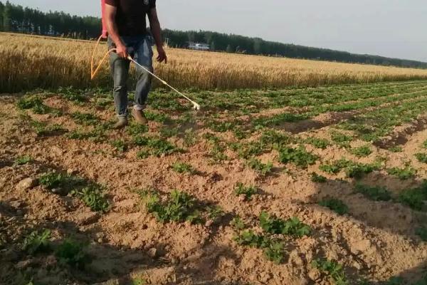 花生控旺如何使用烯效唑