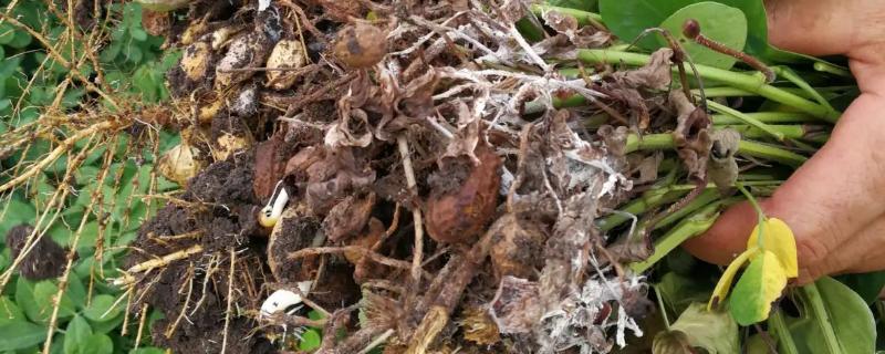 花生烂根是什么原因造成的