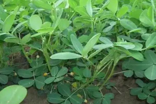 花生大量下针用什么调节剂
