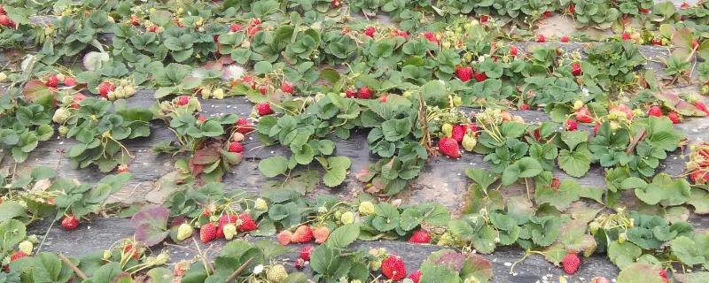 草莓地用什么除草剂对草莓无害