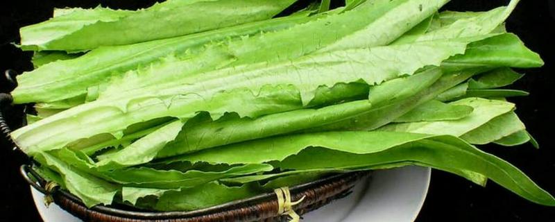 油麦菜是莴笋吗