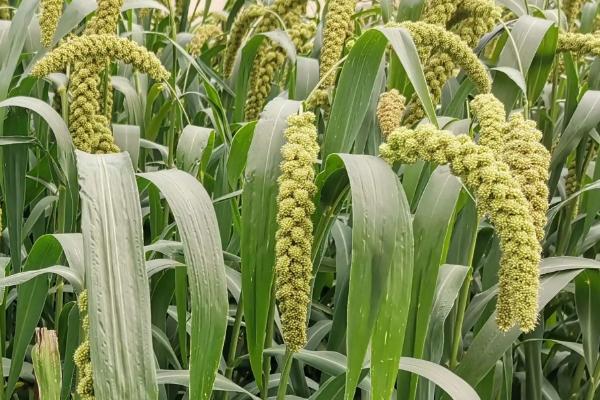 谷子地用什么除草剂防治阔叶杂草