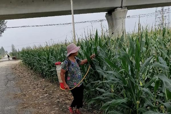 玉米抽穗后可以打药吗