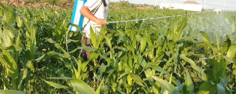 玉米高产叶面肥配方